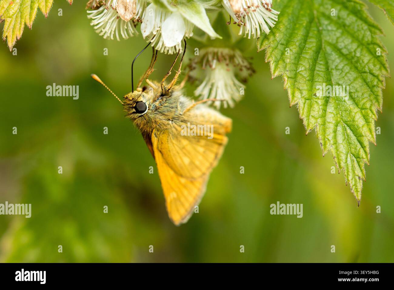 Large skipper butterfly (Ochlodes sylvanus) sitting upside down eating nectar in flower Stock Photo