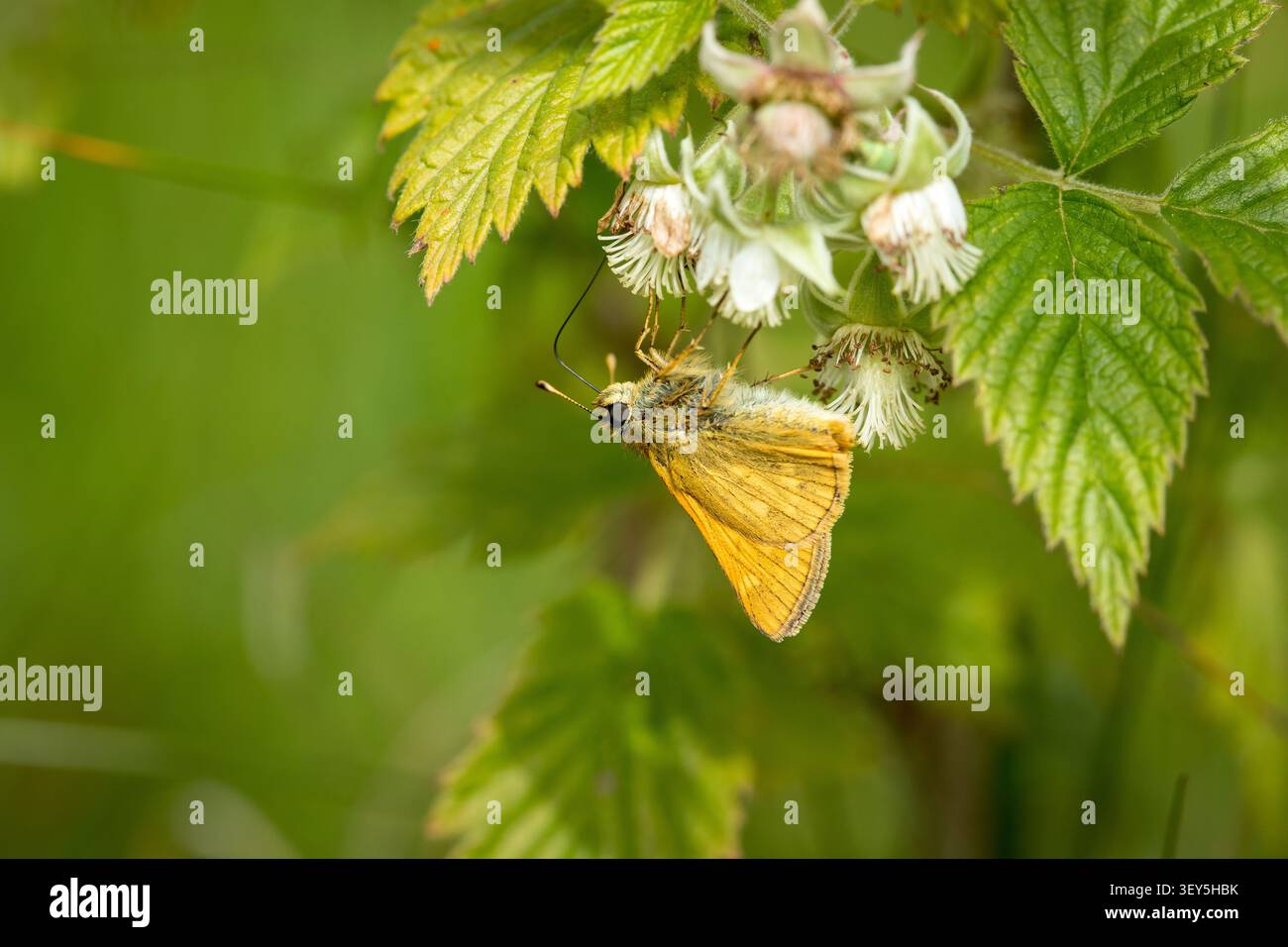 Large skipper butterfly (Ochlodes sylvanus) sitting upside down eating nectar in flower Stock Photo
