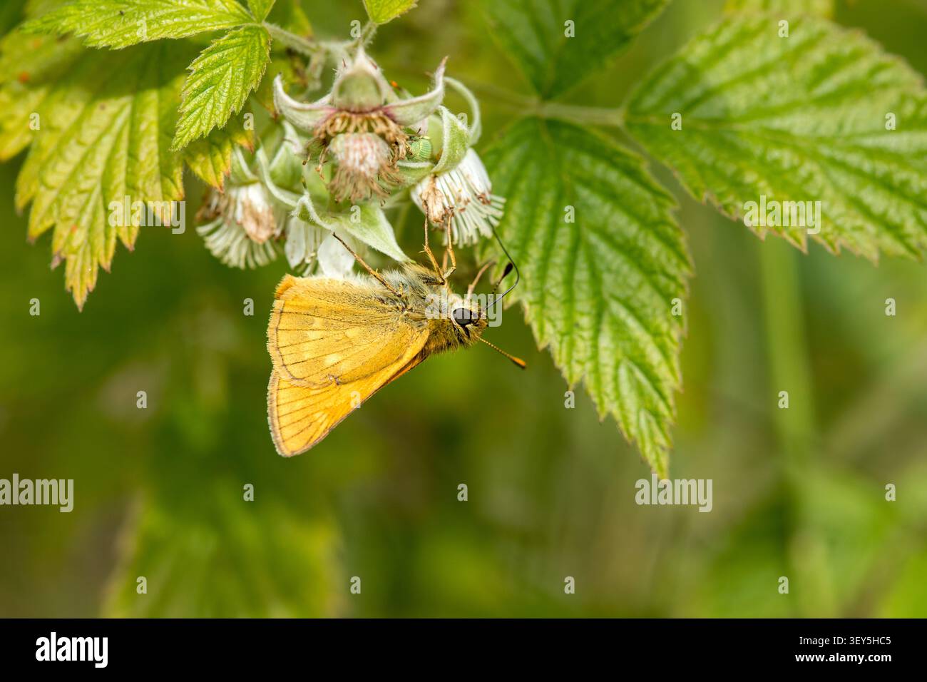 Large skipper butterfly (Ochlodes sylvanus) sitting upside down eating nectar in flower Stock Photo