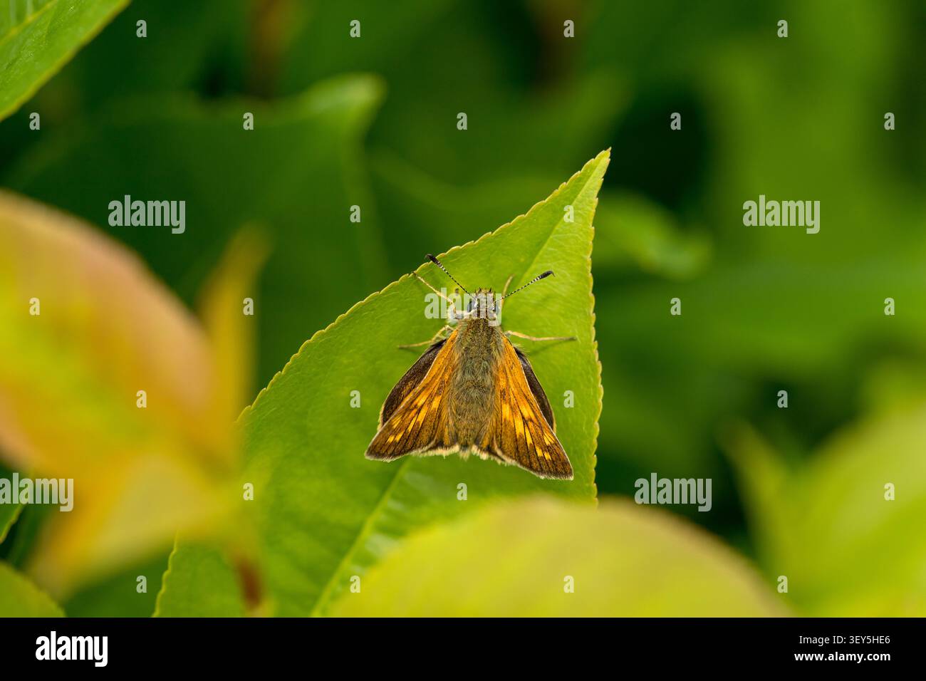 Large skipper butterfly (Ochlodes sylvanus) sitting upside down eating nectar in flower Stock Photo