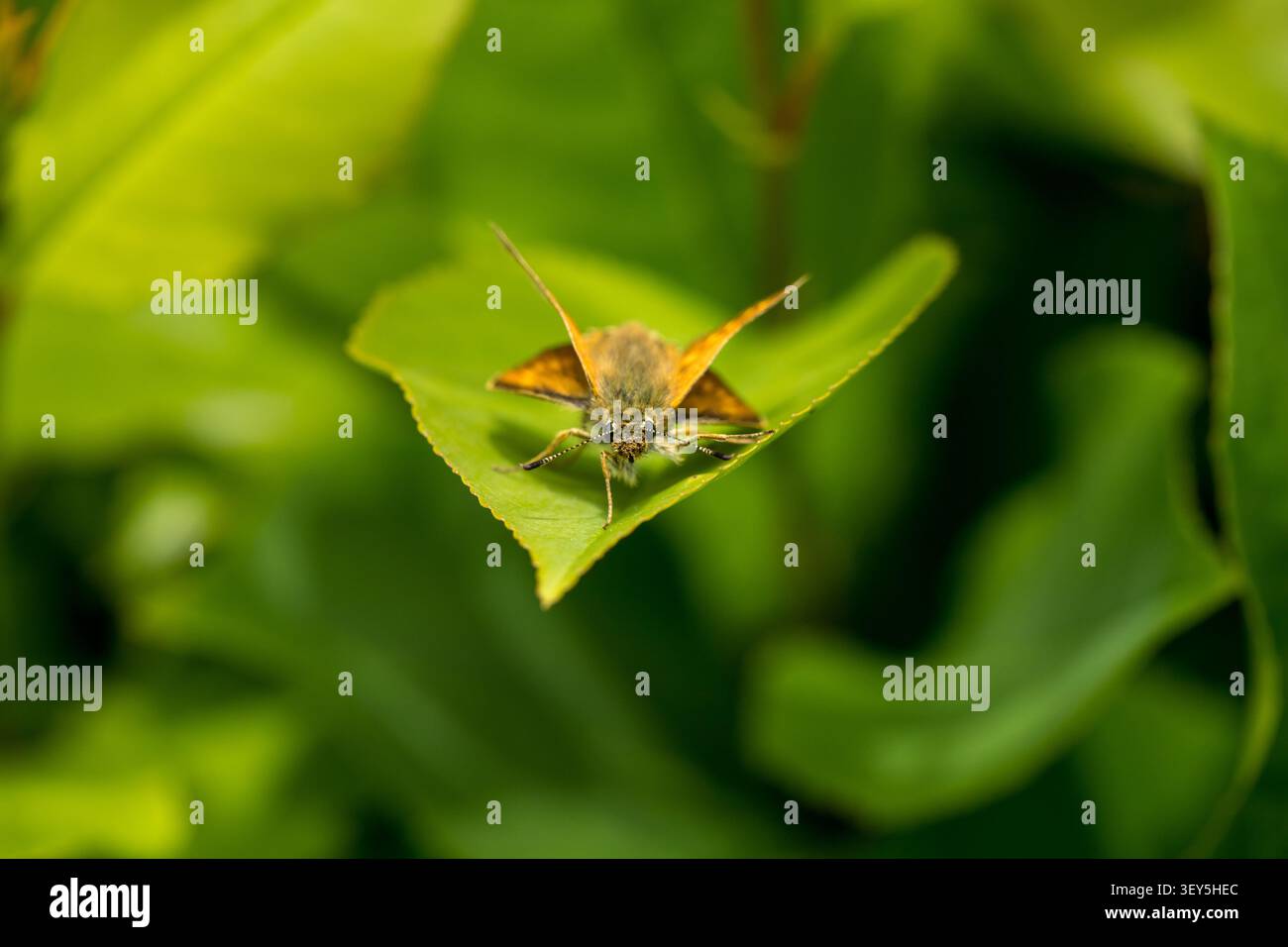 Large skipper butterfly (Ochlodes sylvanus) sitting upside down eating nectar in flower Stock Photo
