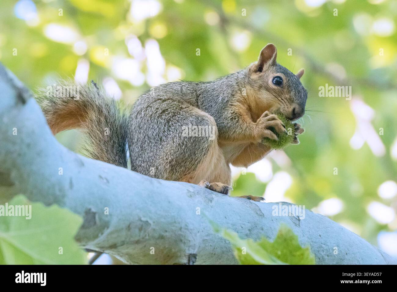 A squirrel eats as it sits on a tree branch. Stock Photo