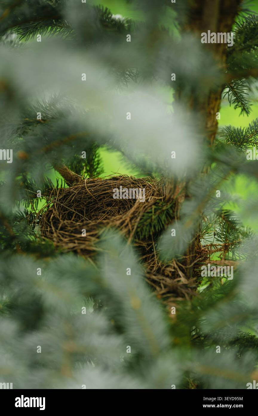 Empty bird nest hidden in evergreen tree branches Stock Photo
