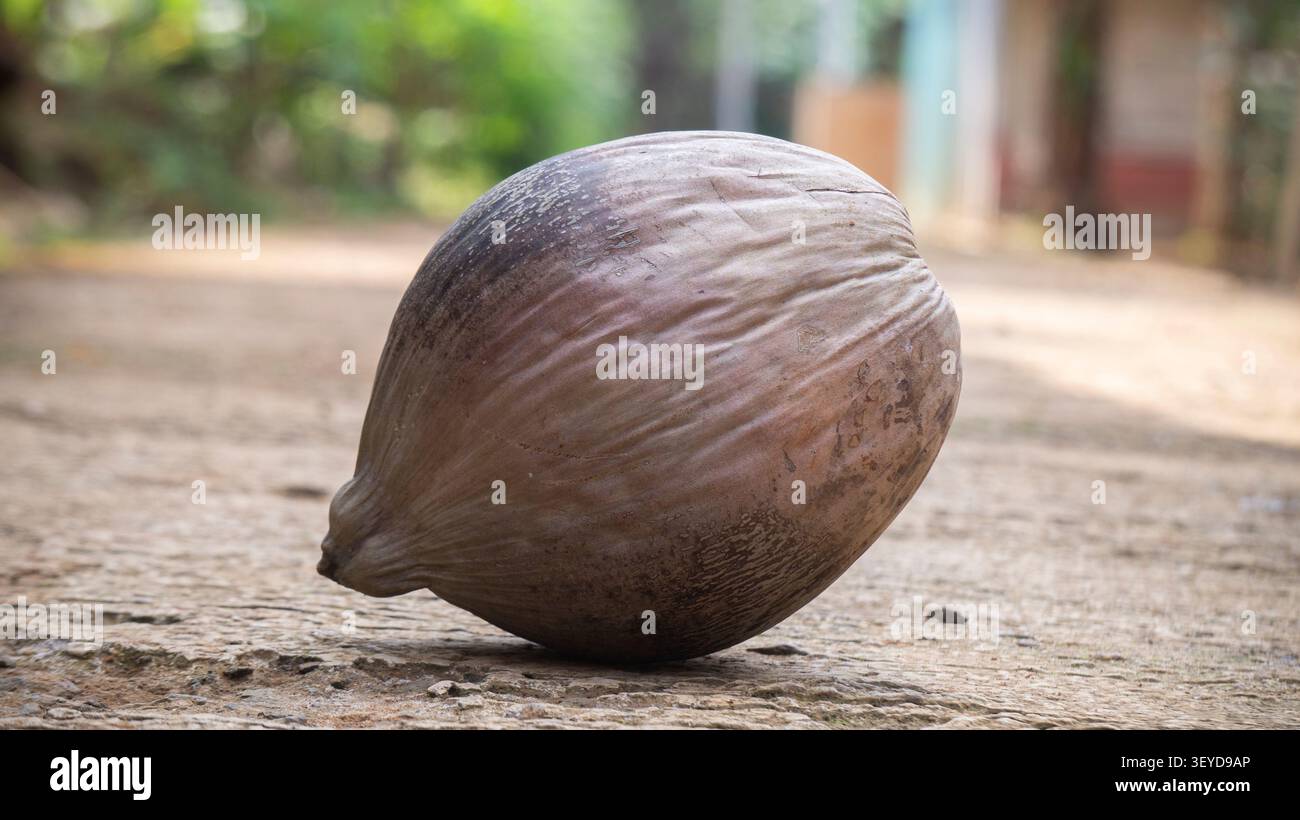 Dry Coconut Fruit on Outdoor Ground Background Stock Photo