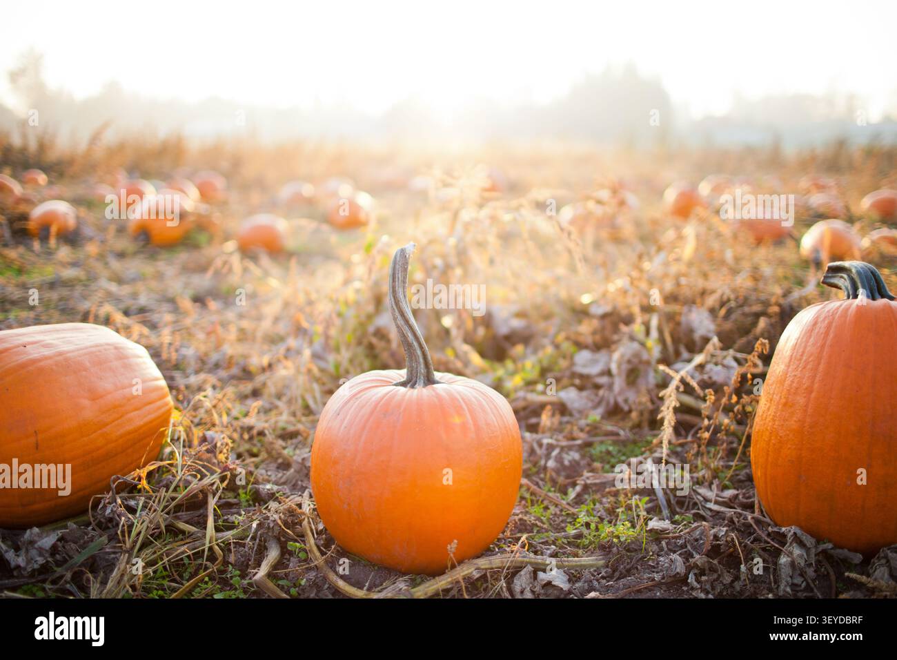 Pumpkins in a patch during golden hour Stock Photo