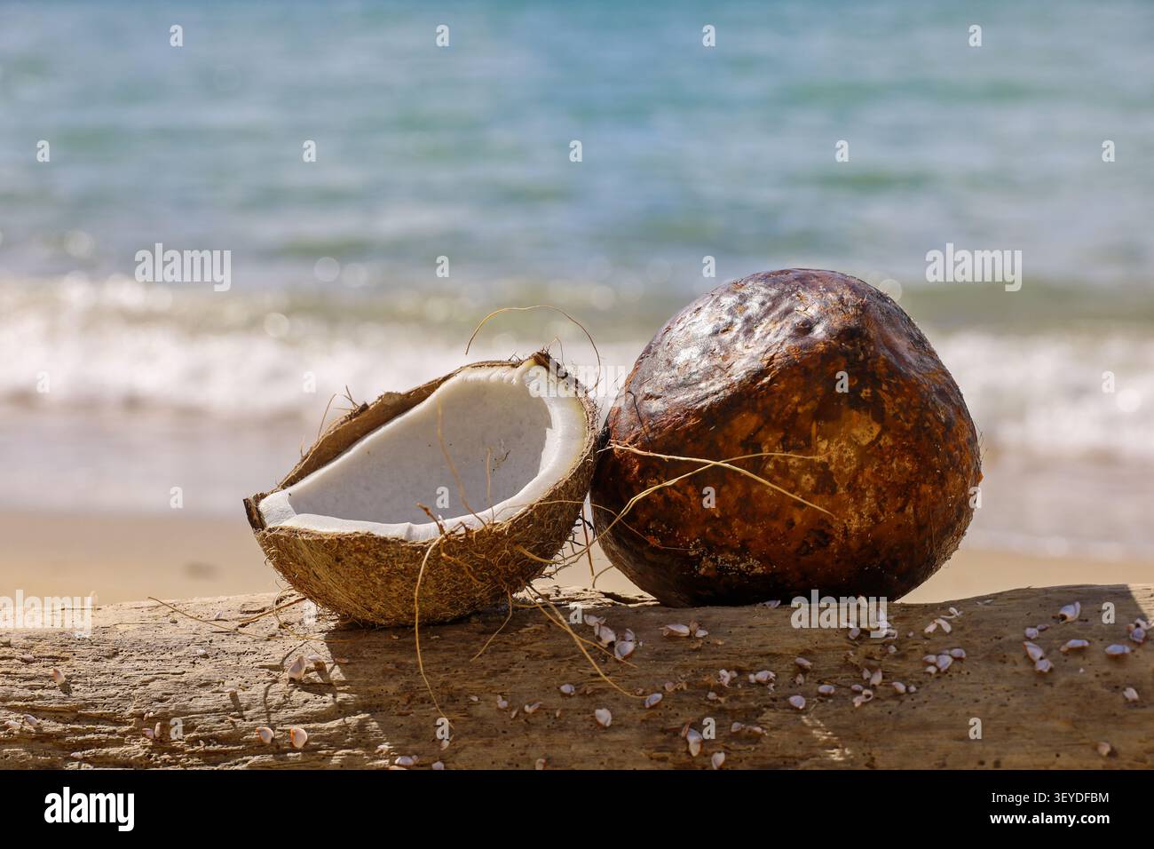 Coconuts on a sea beach. Tropical holidays concept Stock Photo