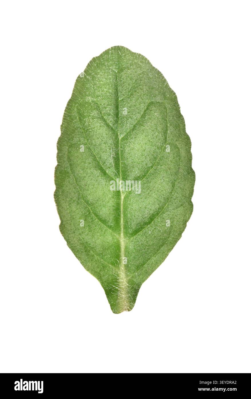 Pyramidal Bugle - Ajuga pyramidalis Stock Photo