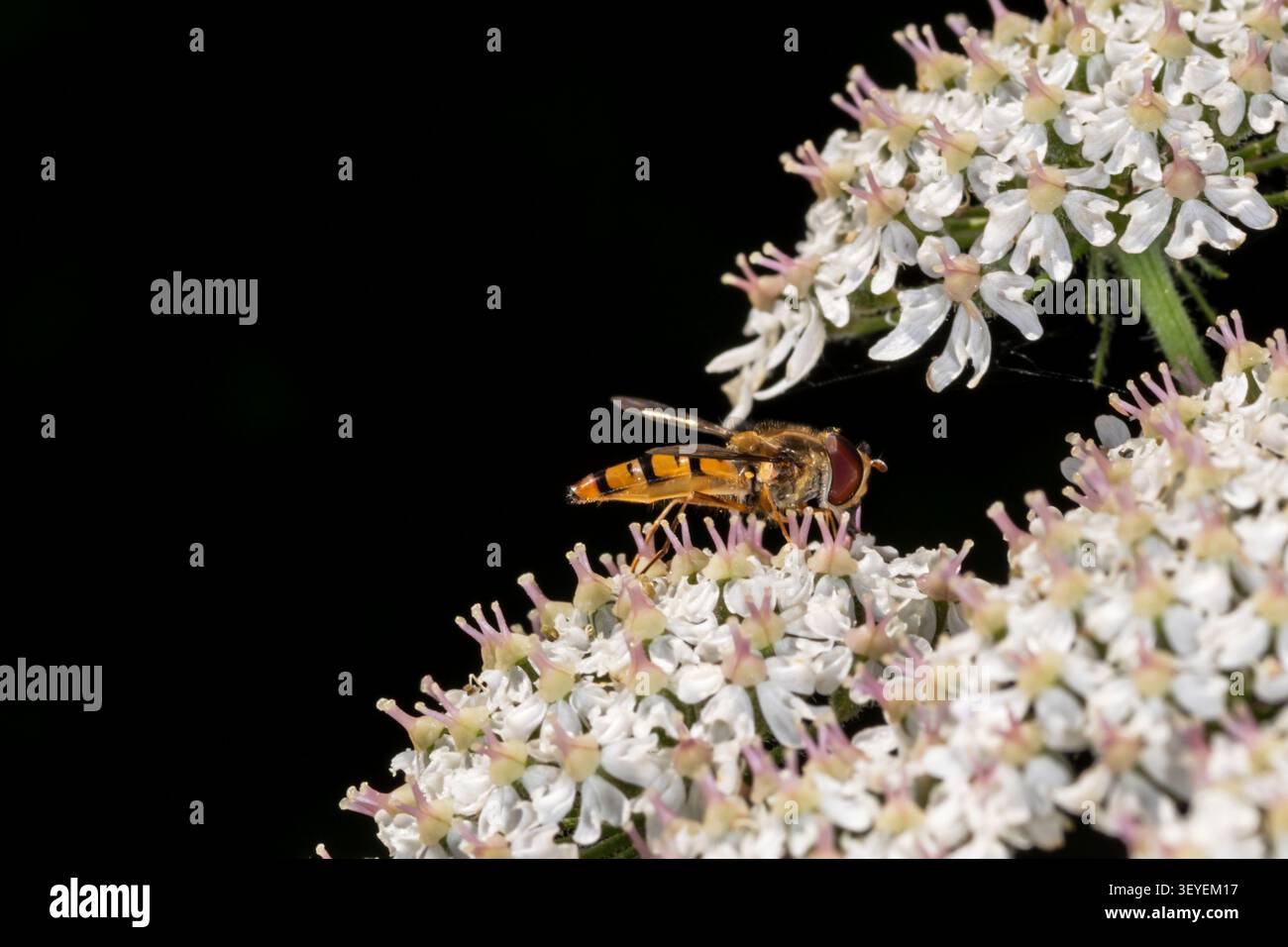 A hoverfly on wild carrot, Daucus carota. Stock Photo