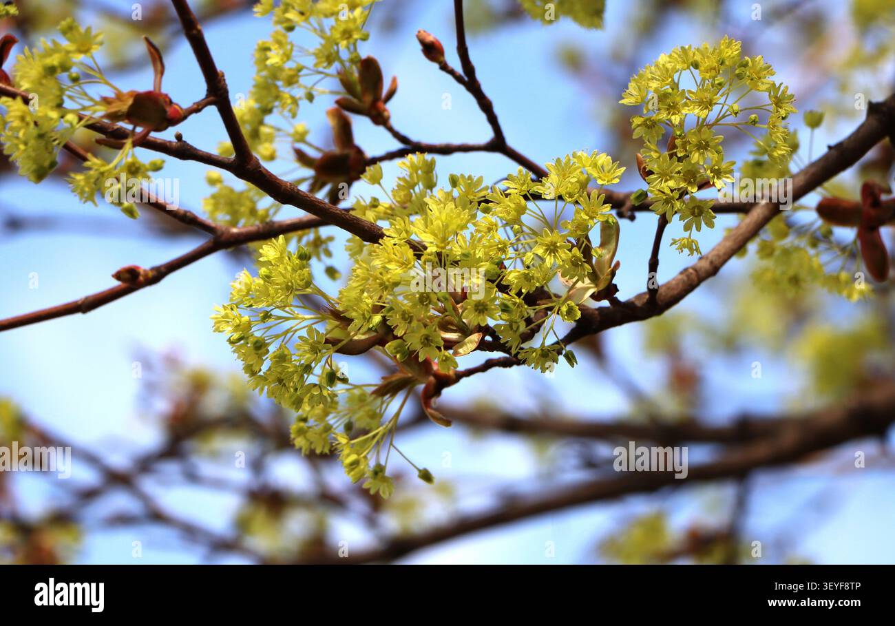 Blooming Acer platanoides (Norway maple) in spring Stock Photo