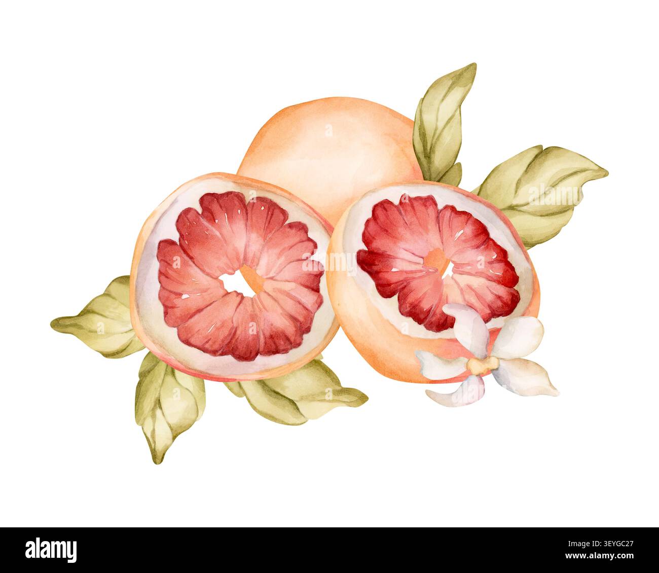 Illustration cute orange grapefruit hi-res stock photography and