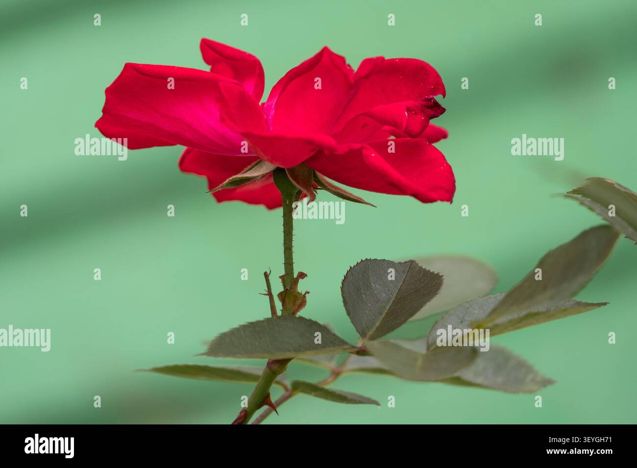Red rose in a garden Stock Photo