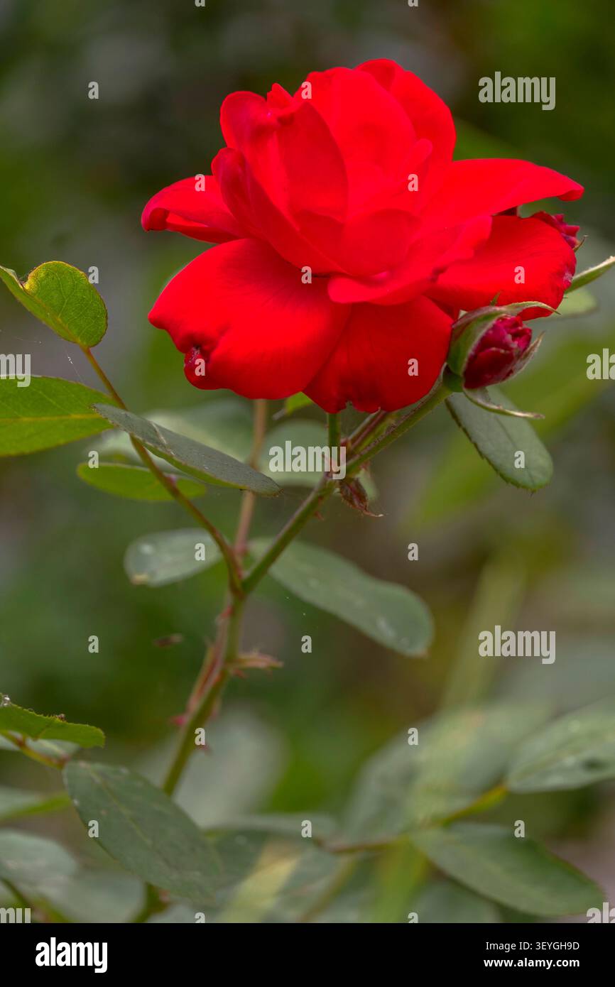 Red rose in a garden Stock Photo