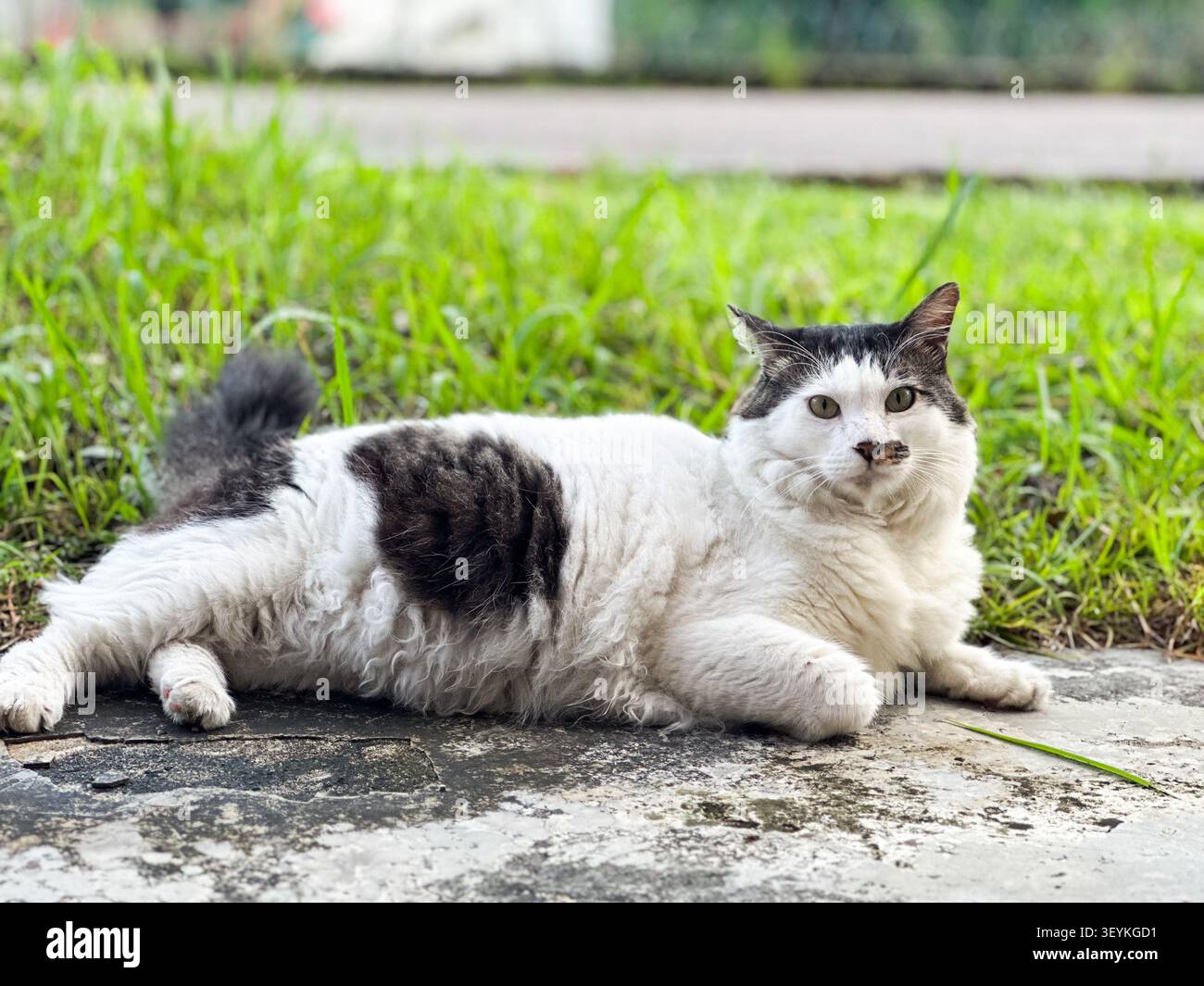 Black and white domestic cat resting outdoors near grass and pavement in natural daylight. - Smartphone Captured Stock Image