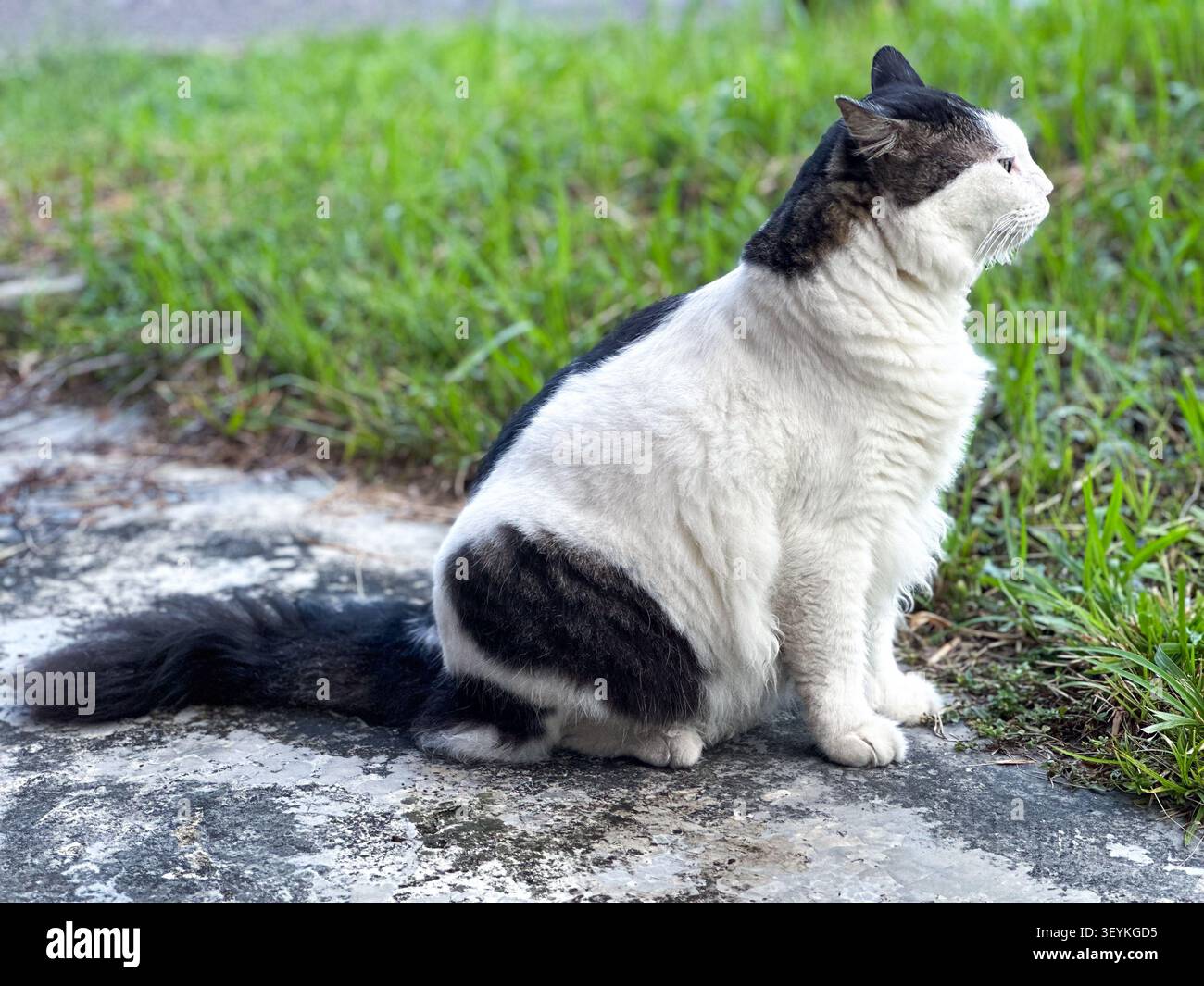 Black and white domestic cat resting outdoors near grass and pavement in natural daylight. - Smartphone Captured Stock Image