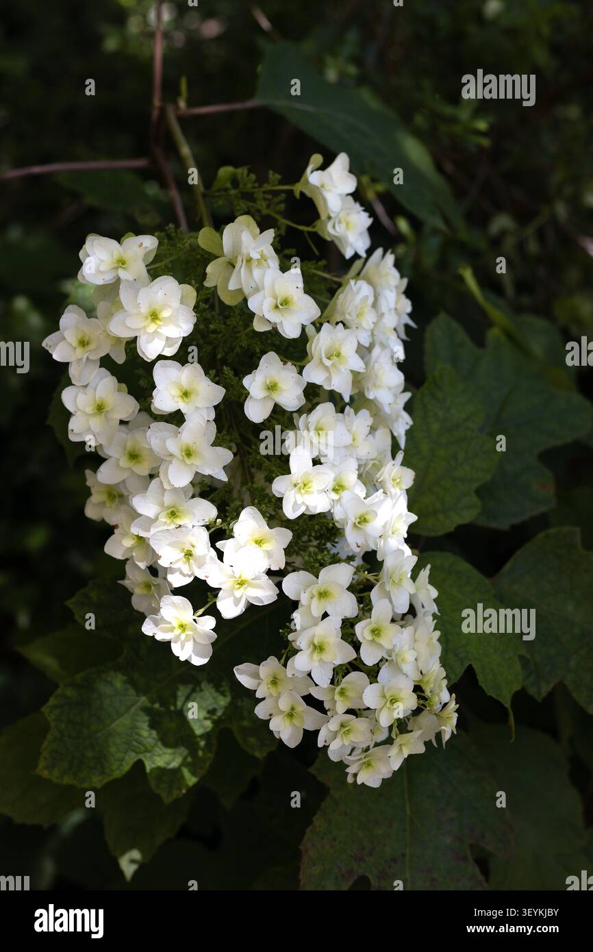 Hydrangea quercifolia - oakleaf hydrangea flowers. Stock Photo