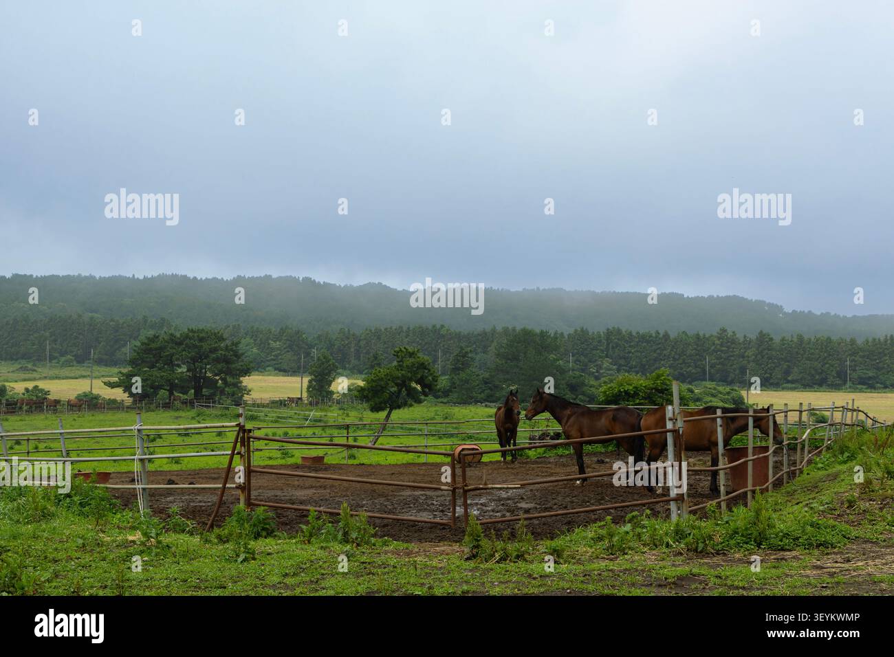 Horses in Rural Paddock Under Dramatic Storm Clouds Before Rain Stock Photo