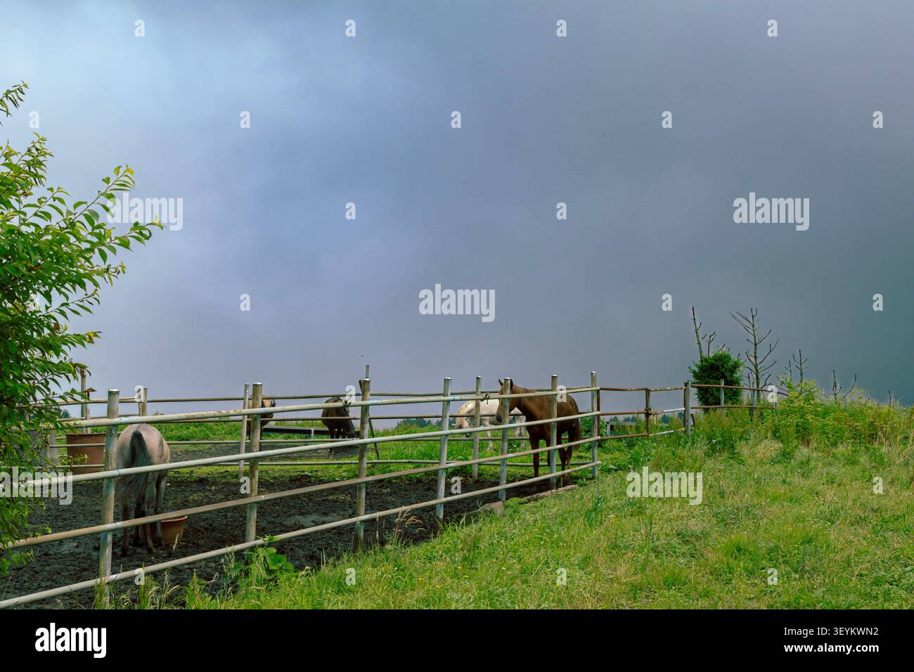Horses in Rural Paddock Under Dramatic Storm Clouds Before Rain Stock Photo