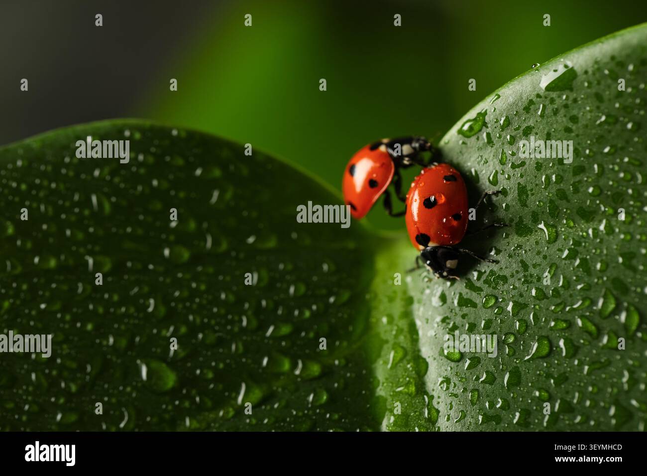 Two ladybugs mating on wet green leaves Stock Photo