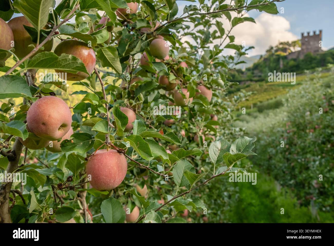 Red Ripe Apples on Tree in Orchard Stock Photo