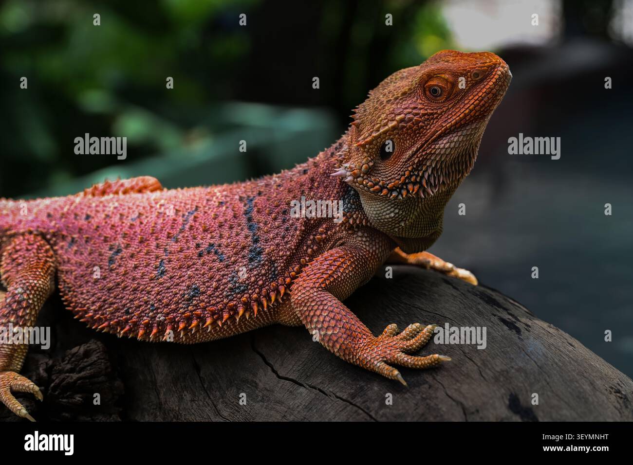 Red Bearded Dragon Stock Photo