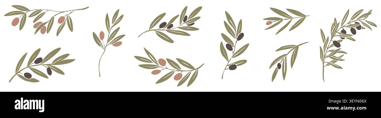 Hand drawn olive branches with green leaves  Stock Vector