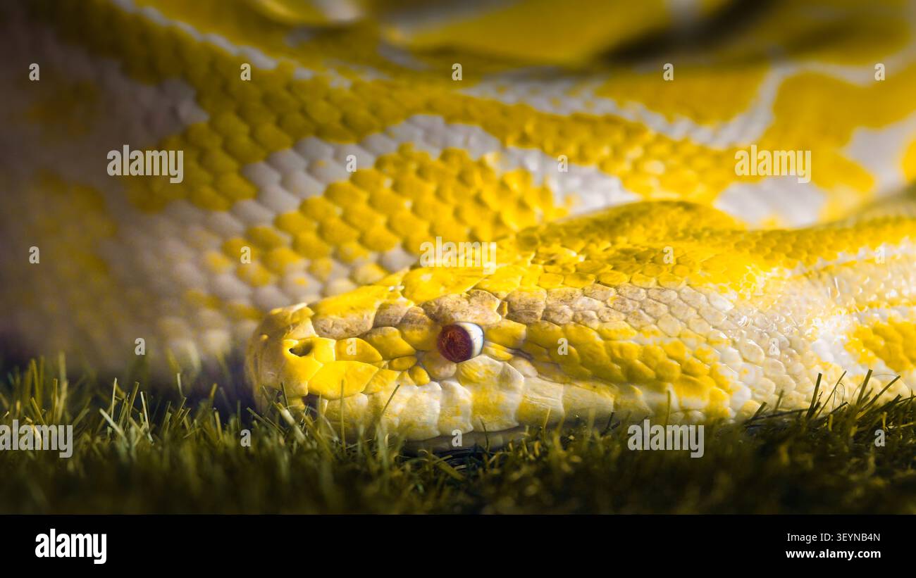 Albino python close-up with yellow and white scales Stock Photo