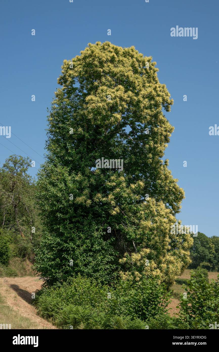 Sweet chestnut in bloom Stock Photo
