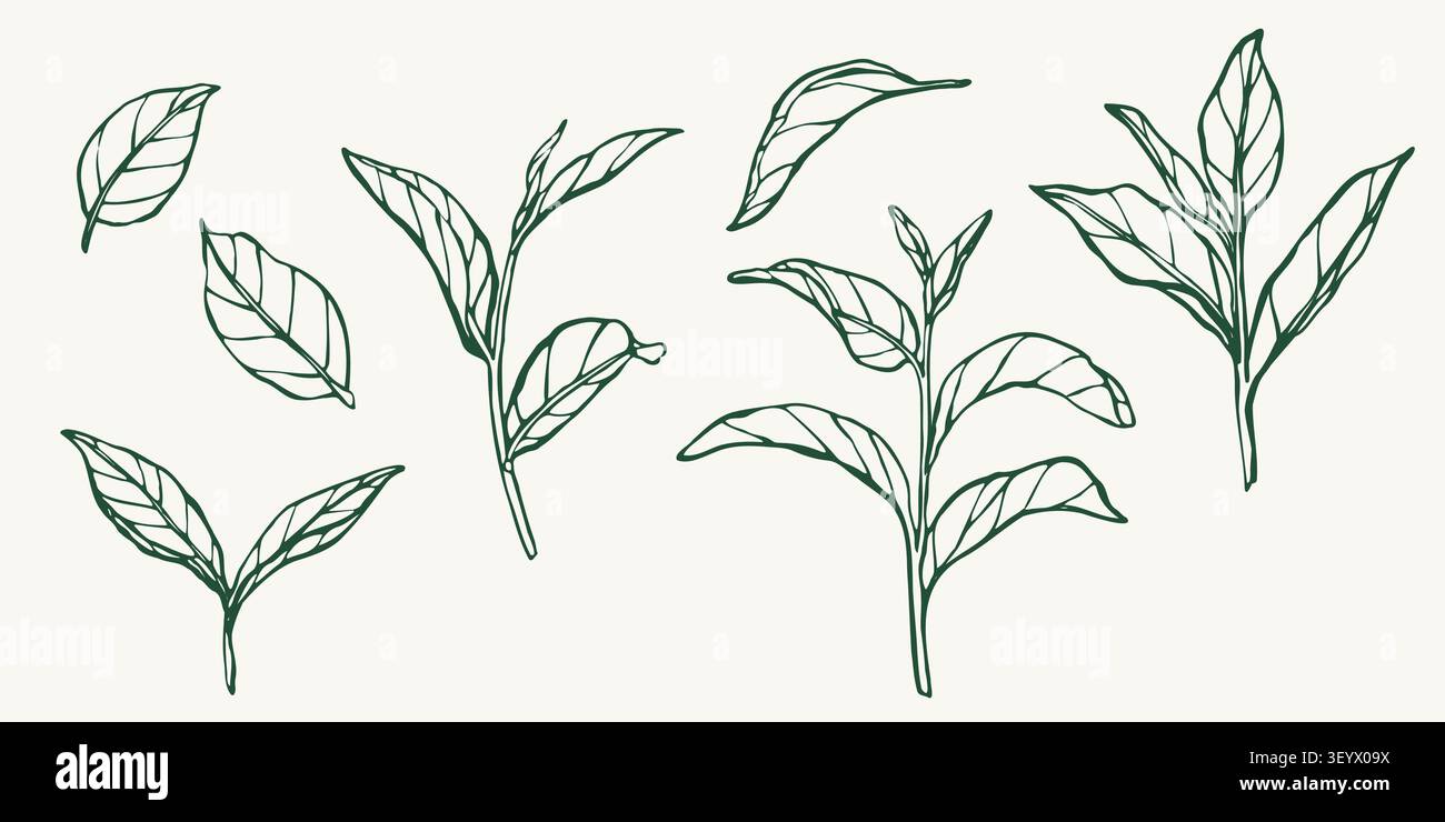 Vector line illustration set of matcha tea leaves and branches. Botanical collection for packaging, labels, branding, menus, stickers, cosmetics, tea Stock Vector