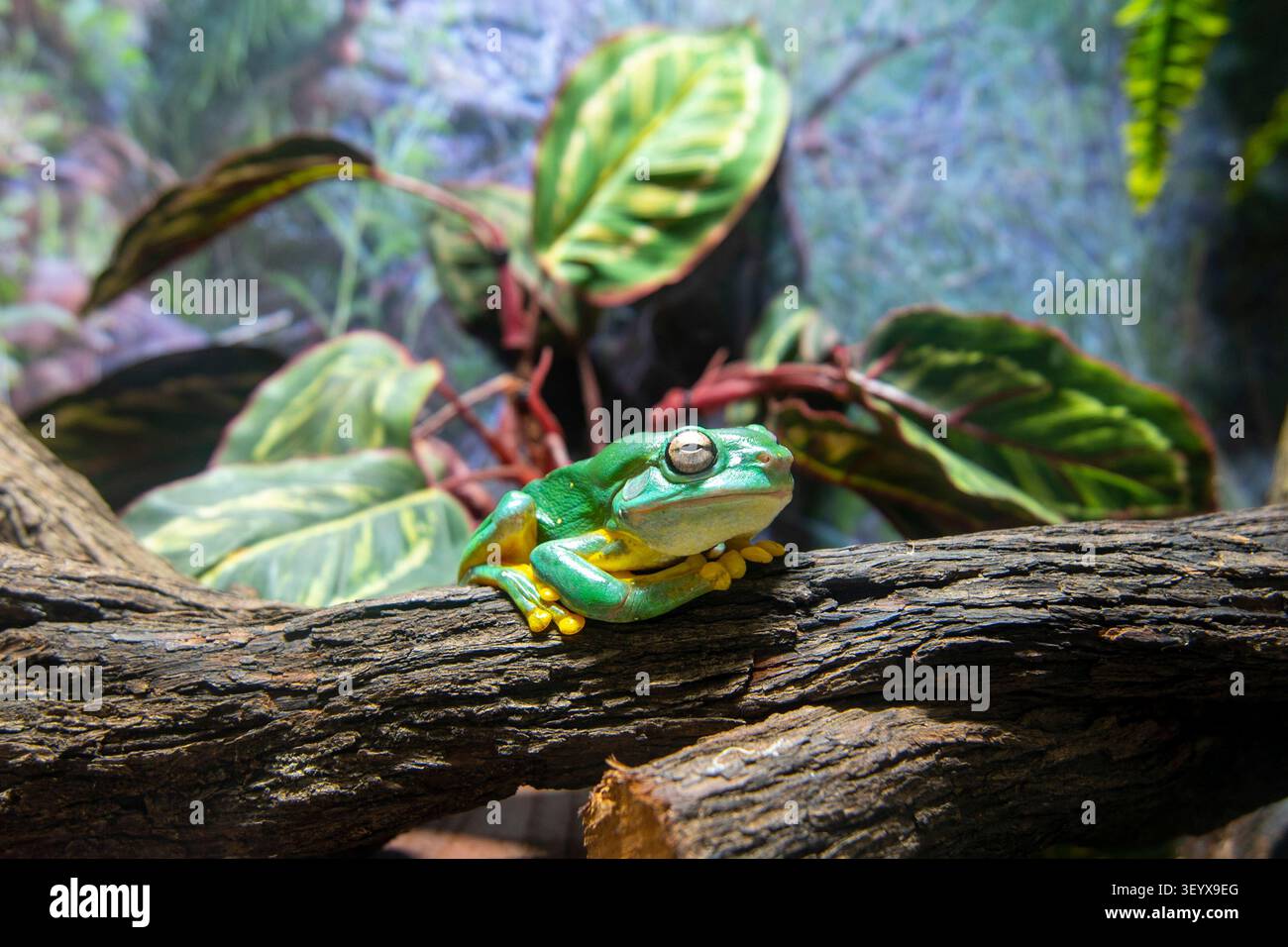 Magnificent Tree Frog on a Branch Stock Photo