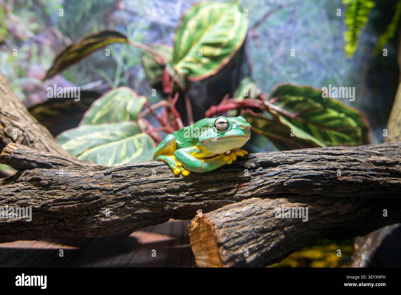 Magnificent Tree Frog on a Branch Stock Photo