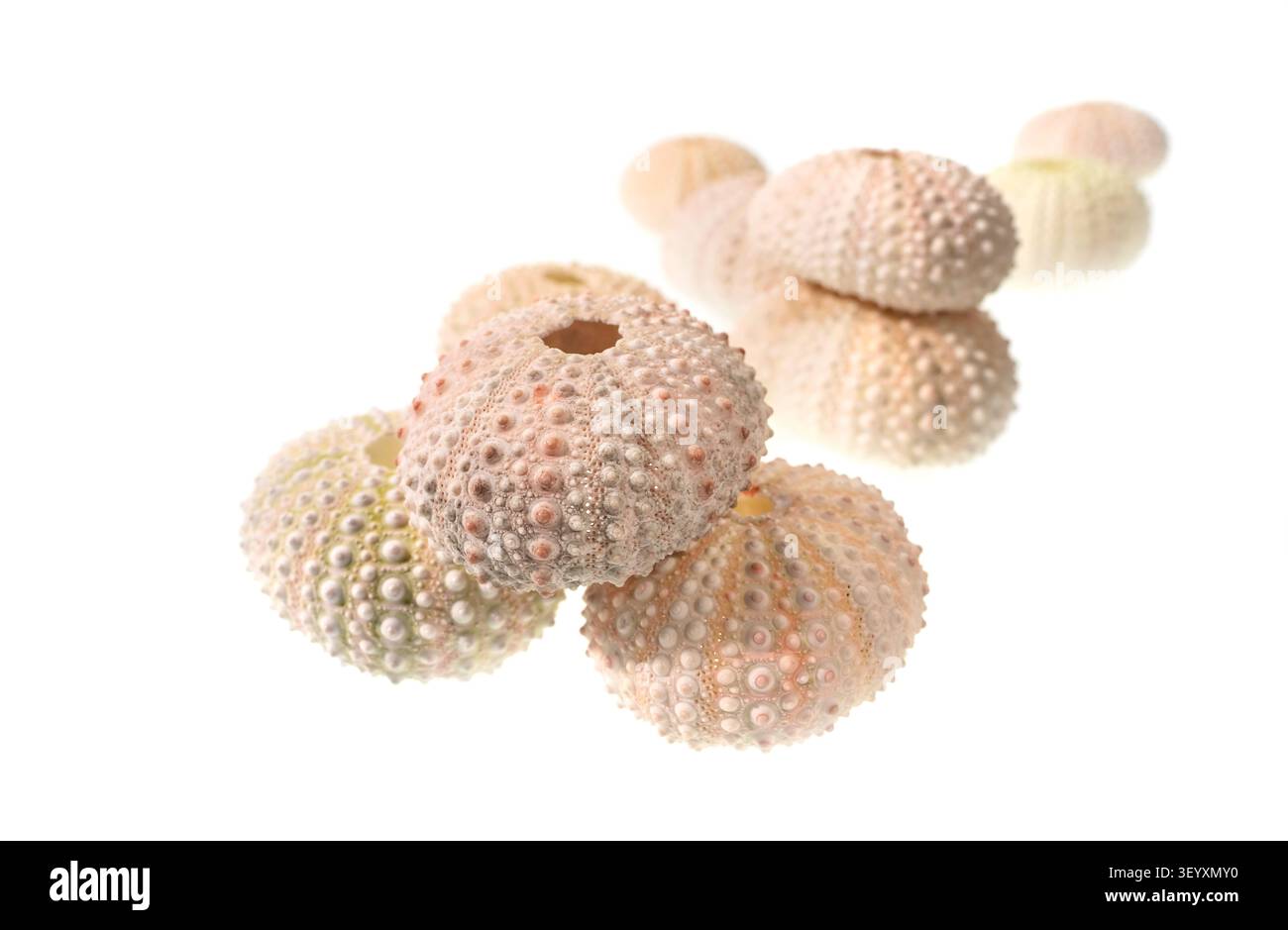 sea urchin shell isolated on white background Stock Photo