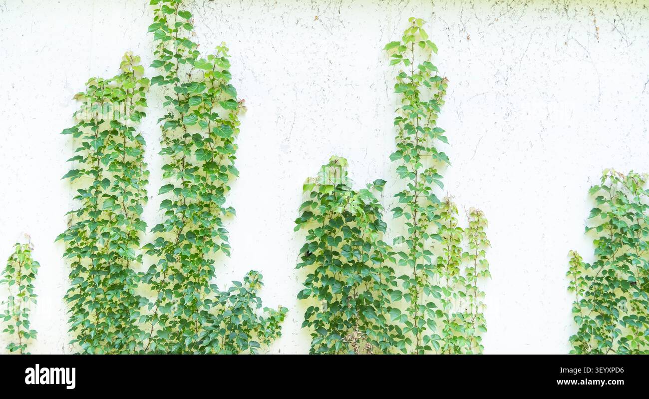 green ivy isolated on white background Stock Photo
