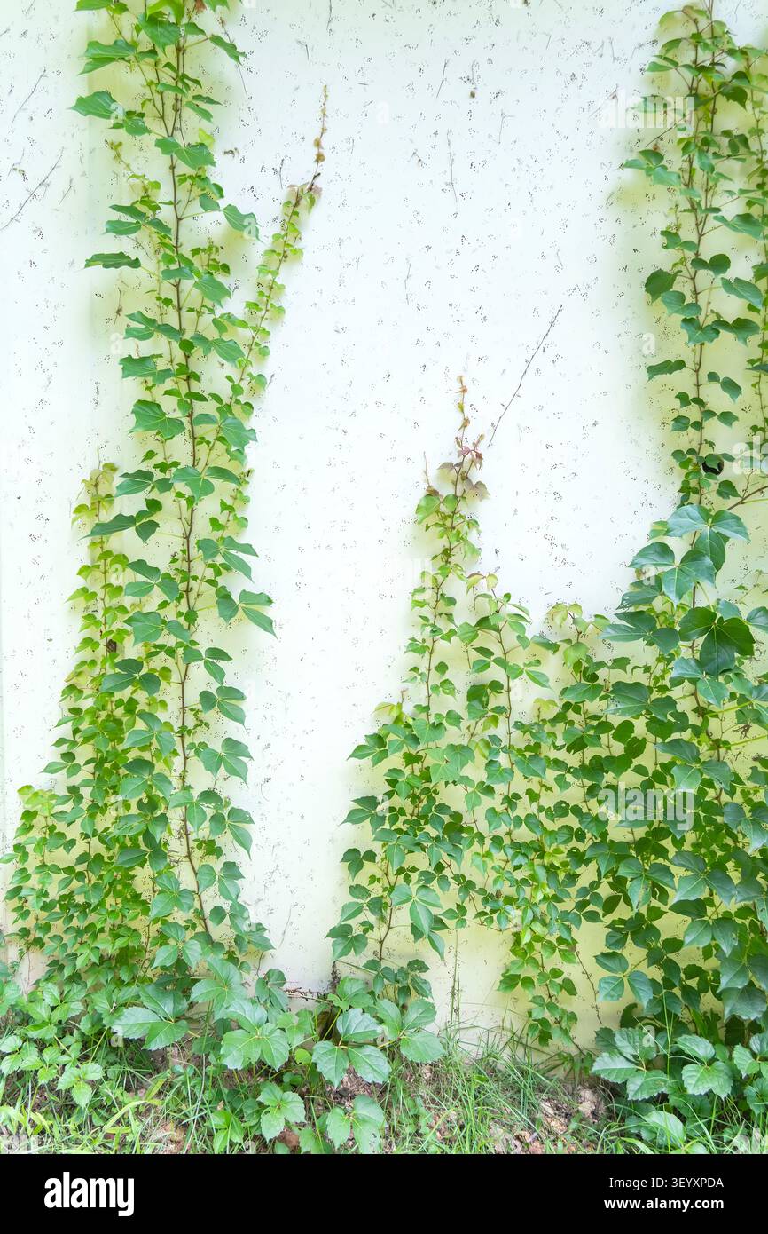 green ivy isolated on white background Stock Photo