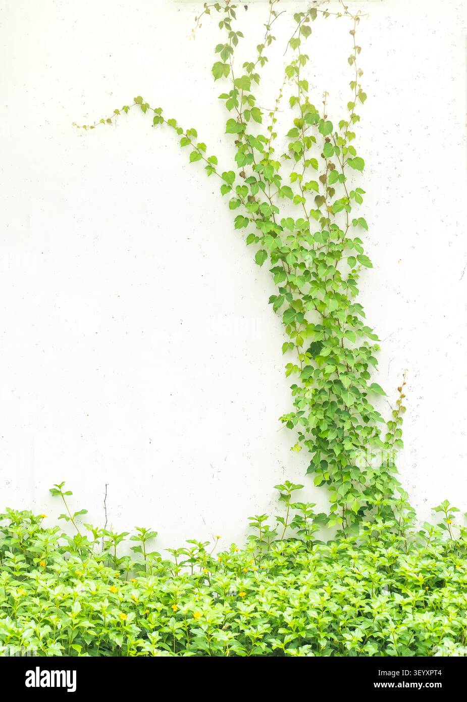 ivy leaves isolated on white background Stock Photo