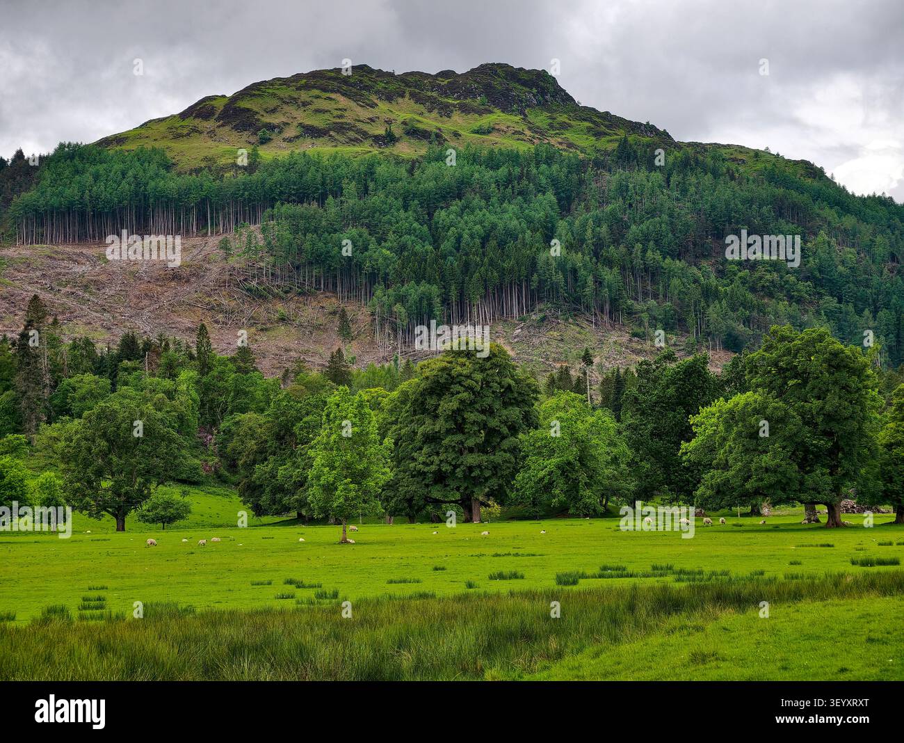 Forestry work at Aberuchill Estate, Perthshire, Scotland Stock Photo