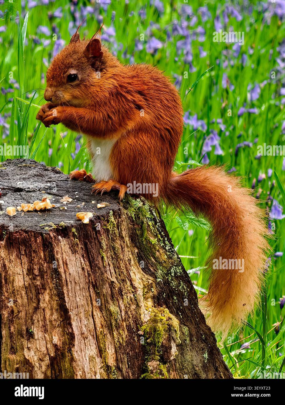 Red Squirrel (Sciurus vulgaris) Stock Photo