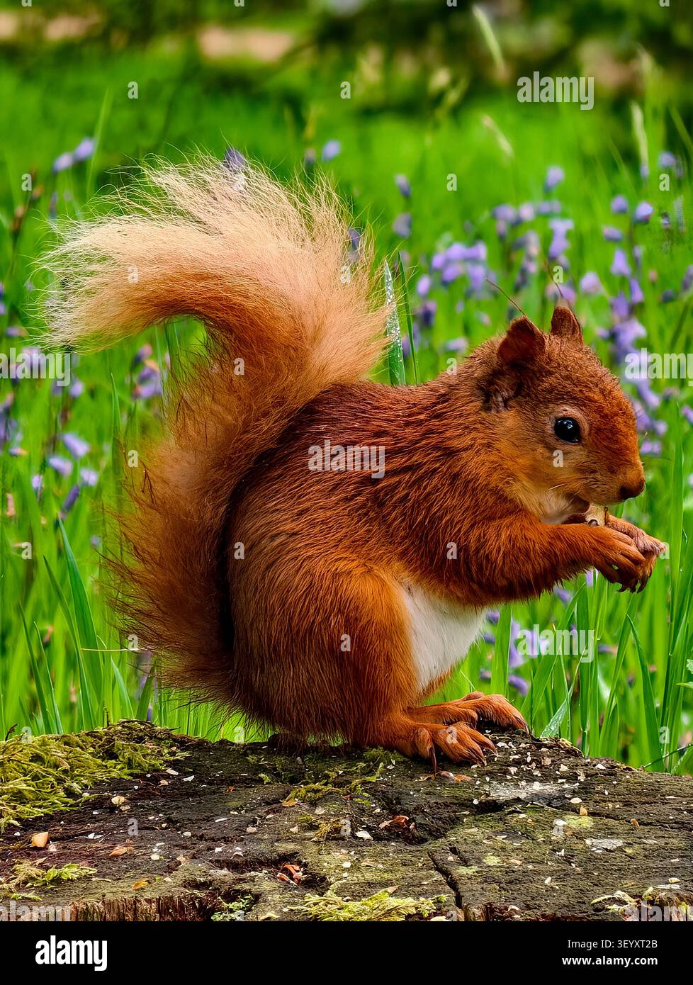 Red Squirrel (Sciurus vulgaris) Stock Photo