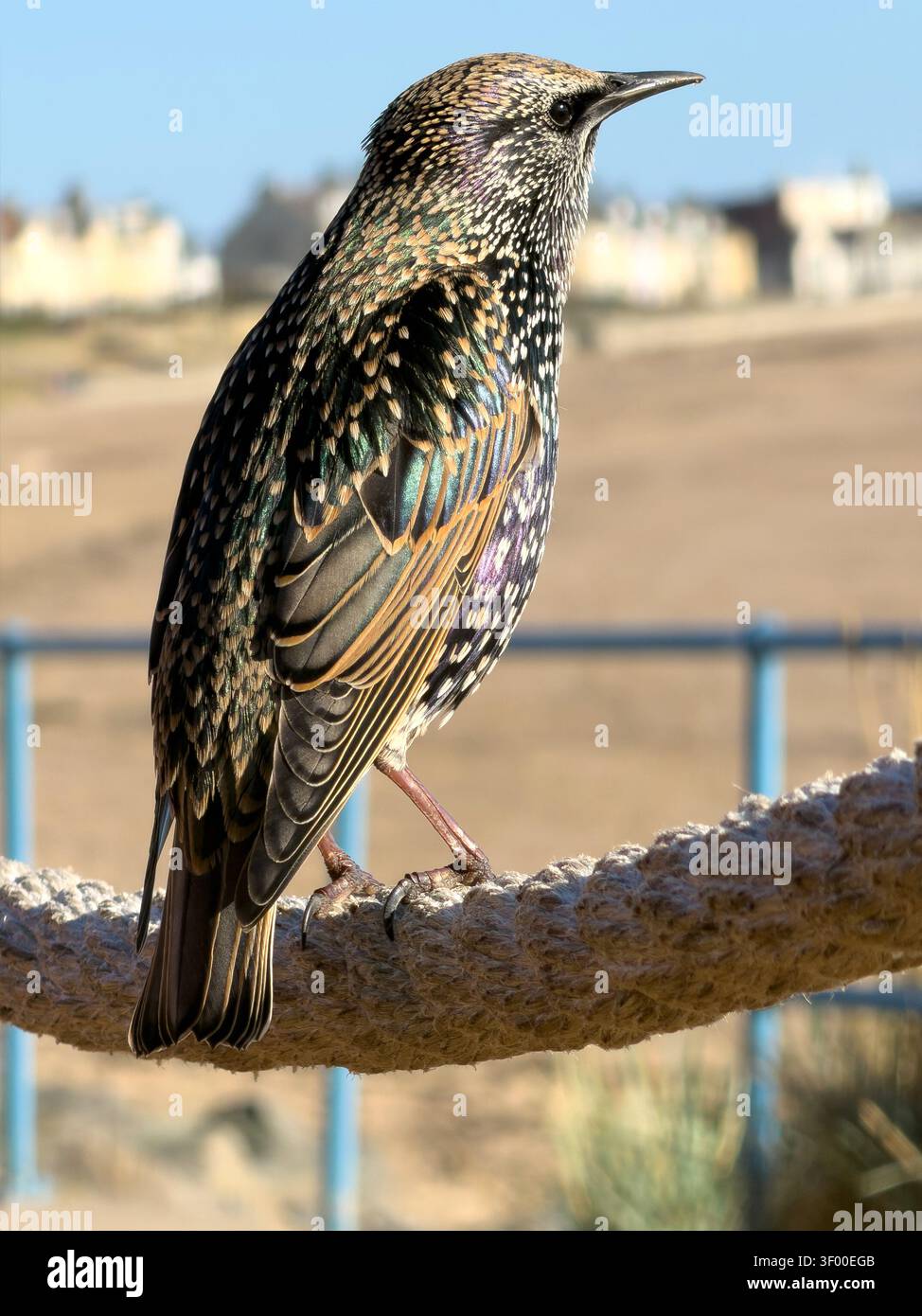 Common starling Sturnus vulgaris perched on a thick rope near a sandy coast on a sunny day - Smartphone Captured Stock Image