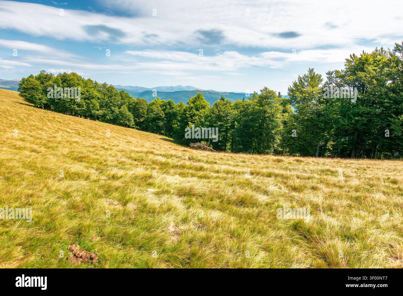 carpathian mountain field in afternoon light. view of countryside summertime landscape with valley behind the forest on the hill. clouds on a bright b Stock Photo