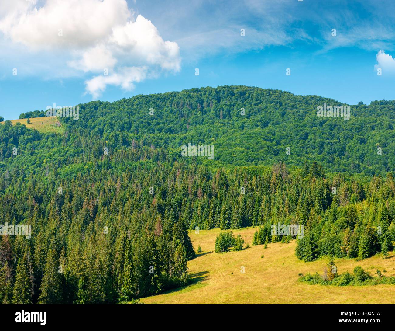 fir trees on a meadow down the will to coniferous forest in sunny mountains of Ukraine. nature background of carpathian mountain landscape for summer Stock Photo