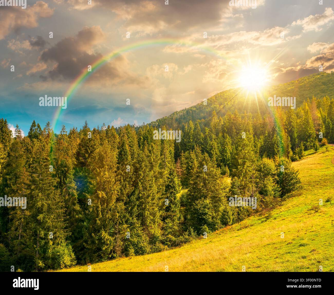 sunset over nature scenery with coniferous forest in mountain. carpathian landscape with spruce woodland on the hill. ukraine nature background in ear Stock Photo