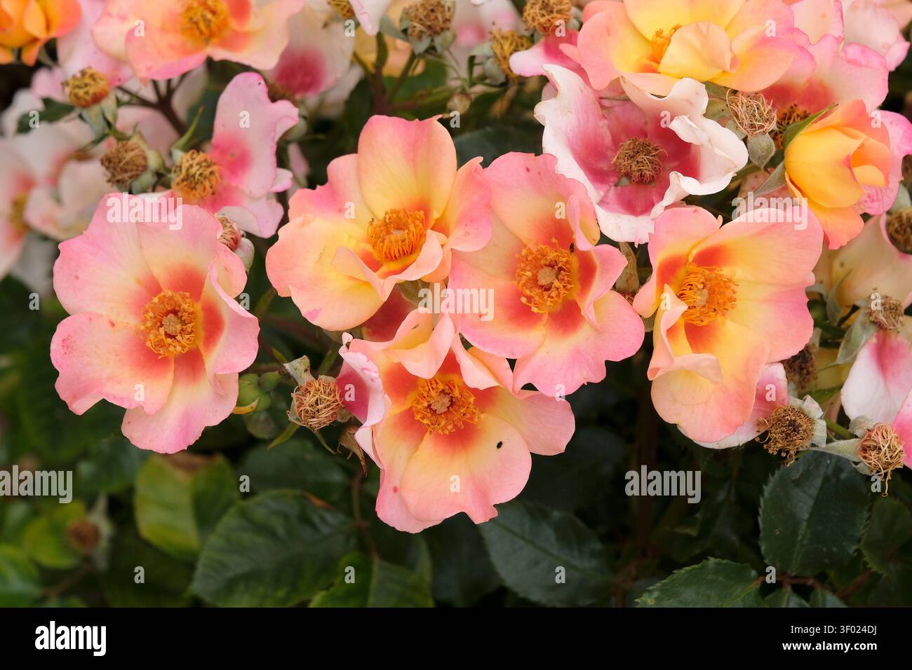 Pink and lemon yellow dwarf floribunda shrub rose, rosa ‘Your Lovely Eyes’ in flower. Stock Photo