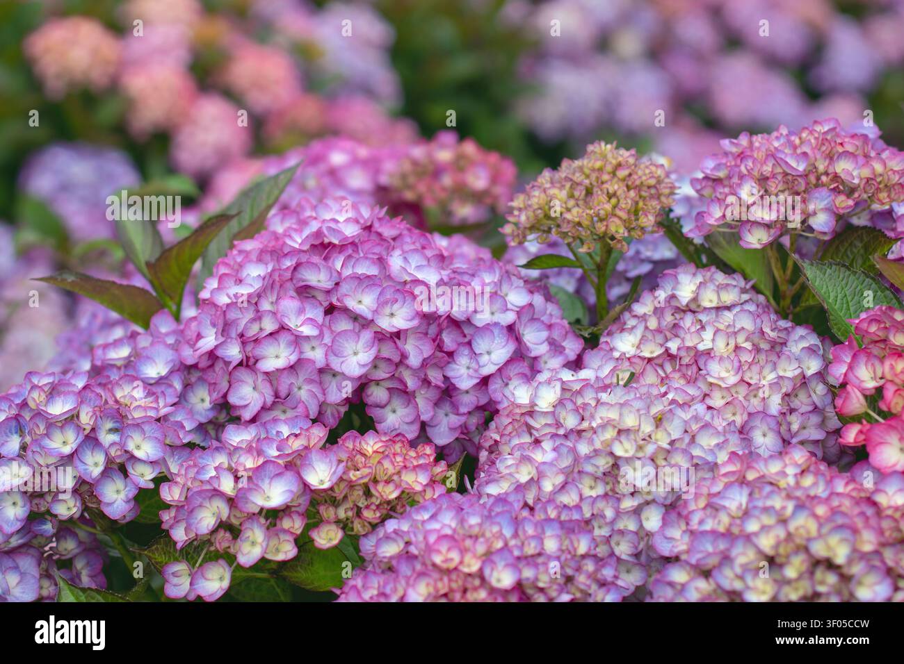 Close-up of purple Hydrangea macrophylla inflorescences with pale flower centers and a dreamy bokeh background. Also known as hortensia or bigleaf hyd Stock Photo