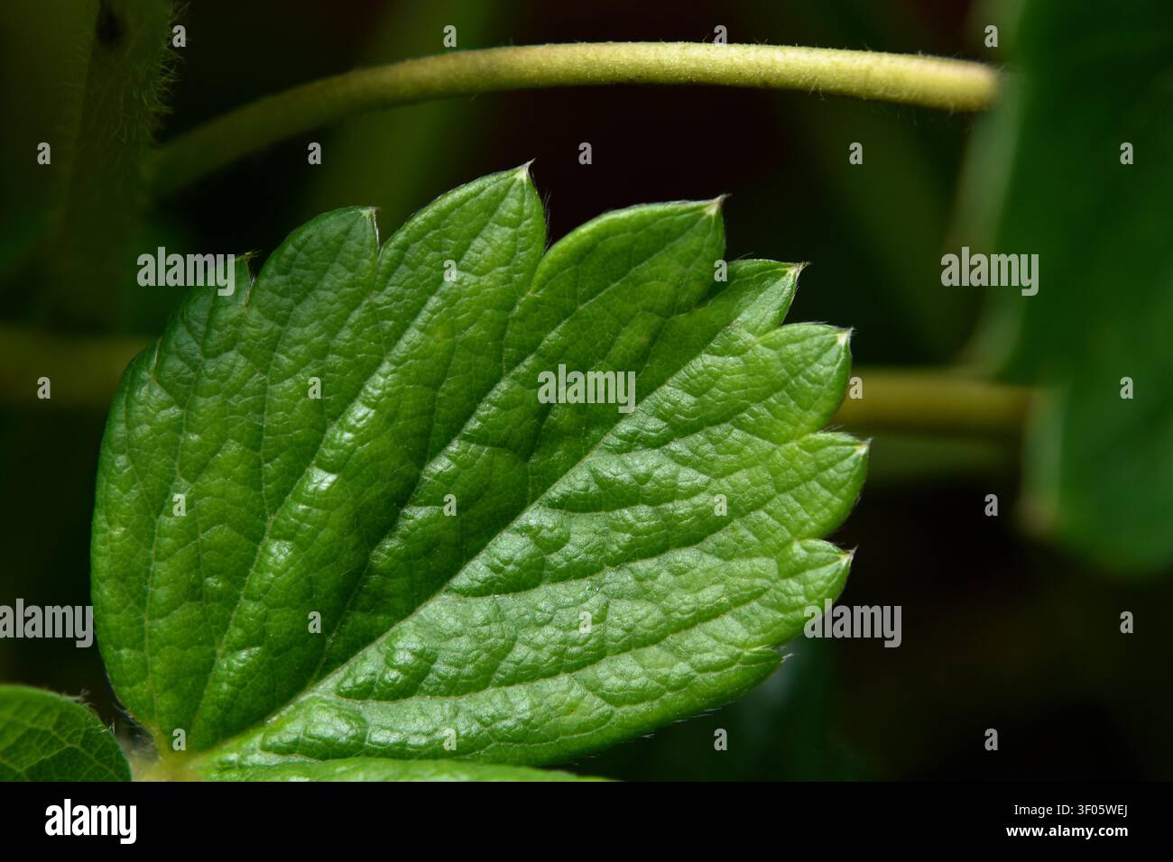 Strawberry leaf texture closeup Stock Photo