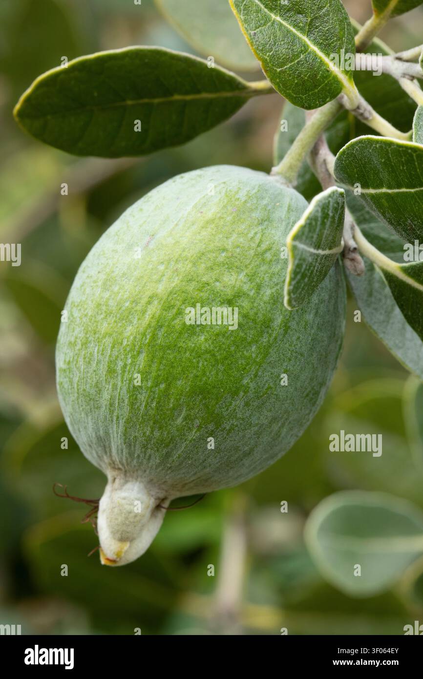 Pineapple guava fruit (Acca sellowiana) Stock Photo