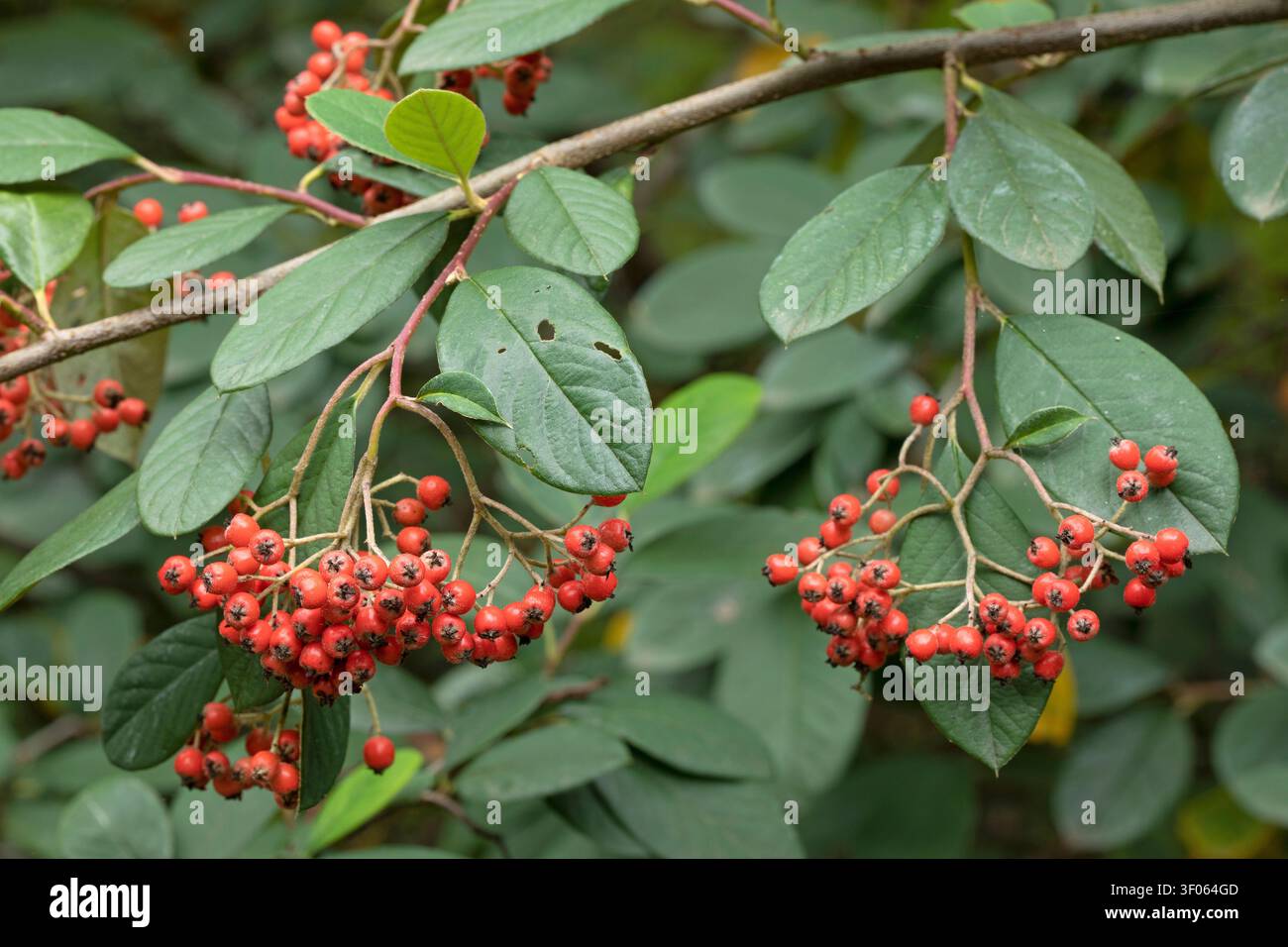 Milkflower cotoneaster (Cotoneaster lacteus), fruits Stock Photo