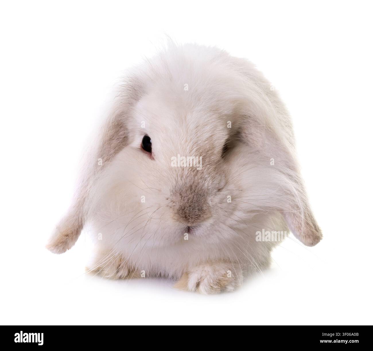 aries rabbit in front of white background Stock Photo