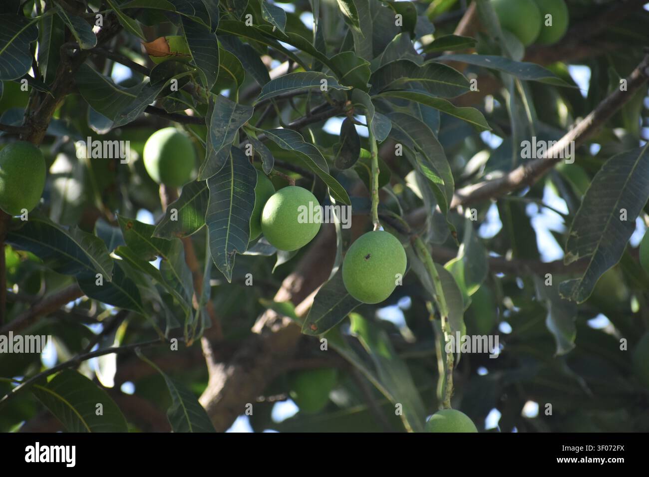 Mango on Tree Stock Photo