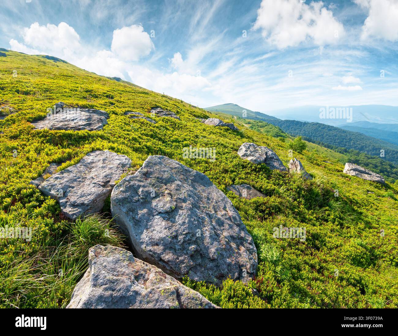alpine meadow in summer nature. wild grass and grey rocks in carpathian landscape. mountain scenery of perechyn district, ukraine on a sunny day Stock Photo