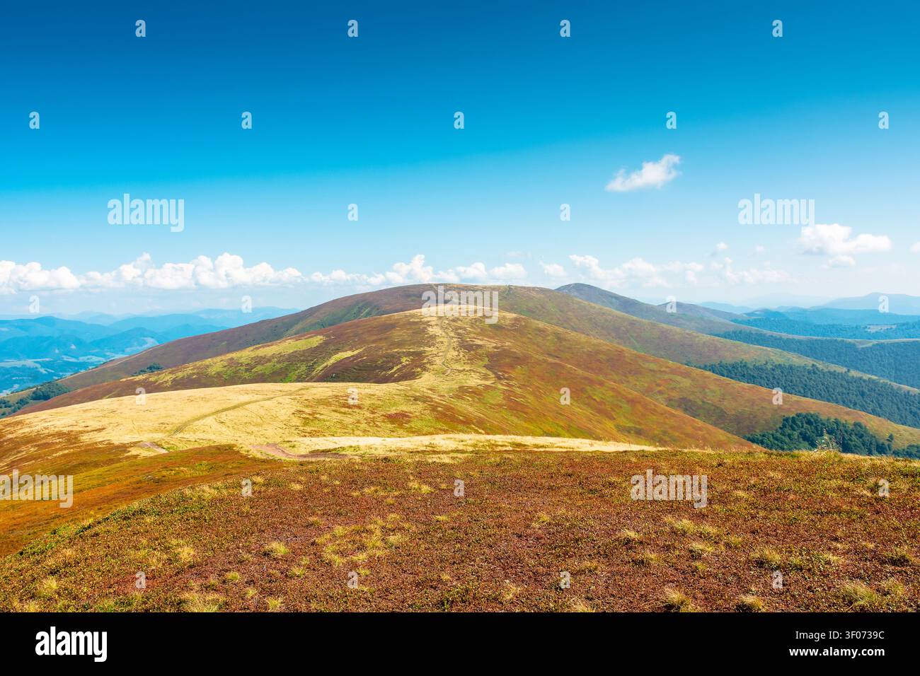 carpathian mountain landscape in late summer. scenic alps of ukraine in the afternoon. background image for hiking through borzhava ridge Stock Photo